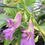 Thumbnail: Impatiens arguta 'Blue Dream'