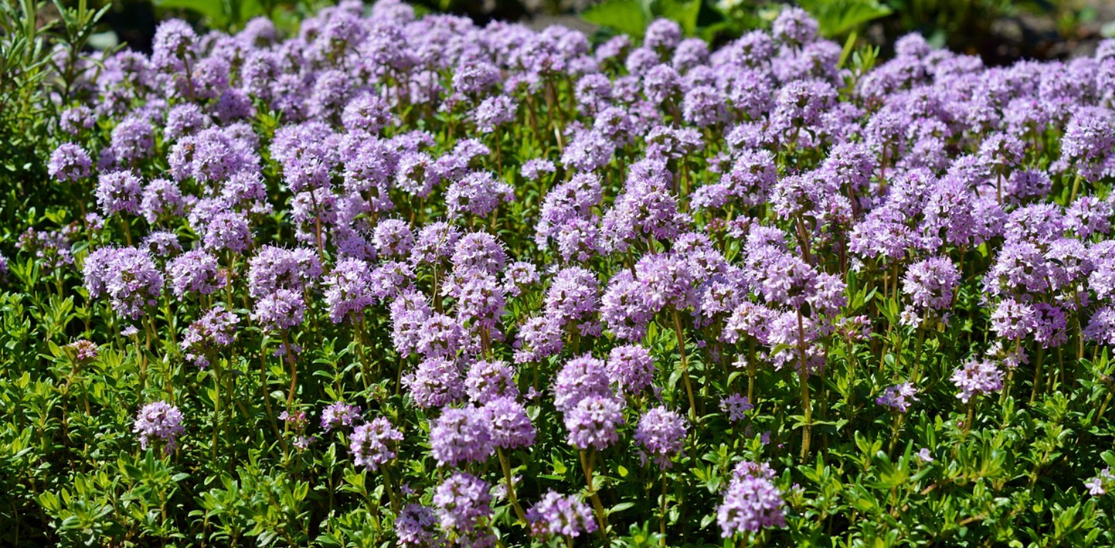 Thymus serpyllum Magic Carpet