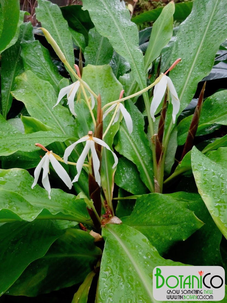 Hedychium hasseltii