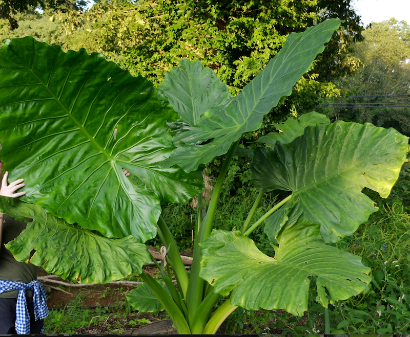 Alocasia Borneo King