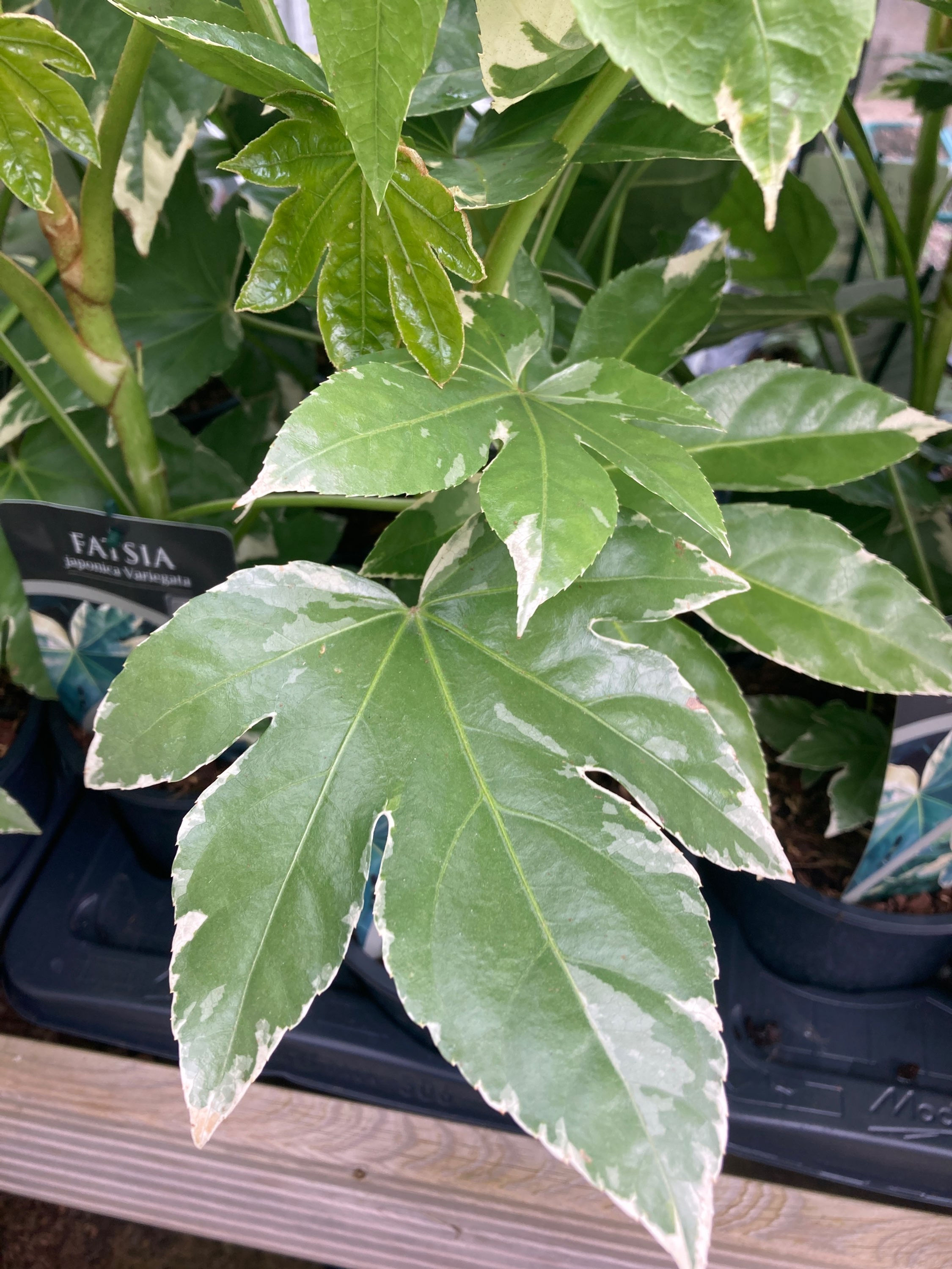 Fatsia japonica 'Varigata'