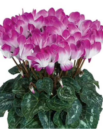 Cyclamen persicum Indiaka® F1 Bright Purple