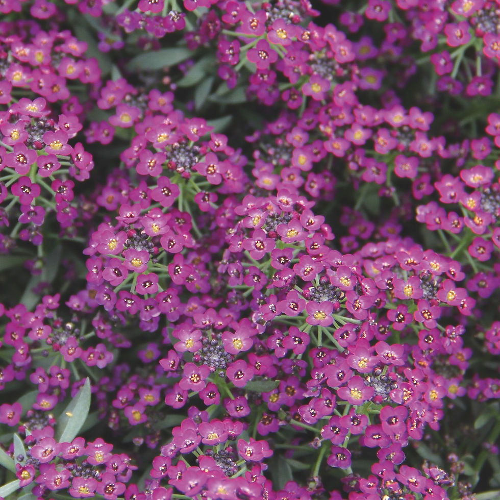 Lobularia maritima Violet