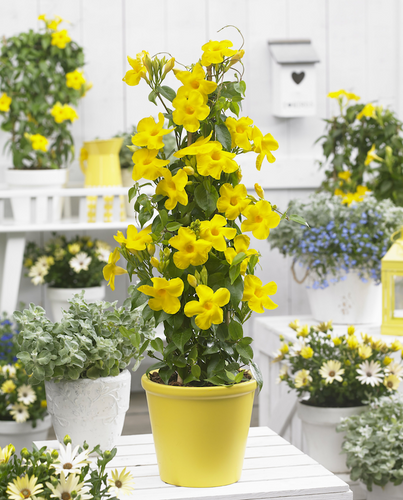Mandevilla Yellow | Botanico