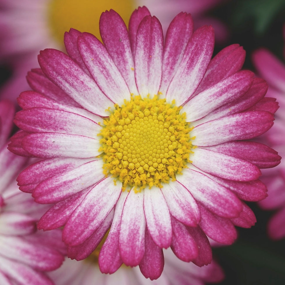 Argyranthemum Bicolor Rose