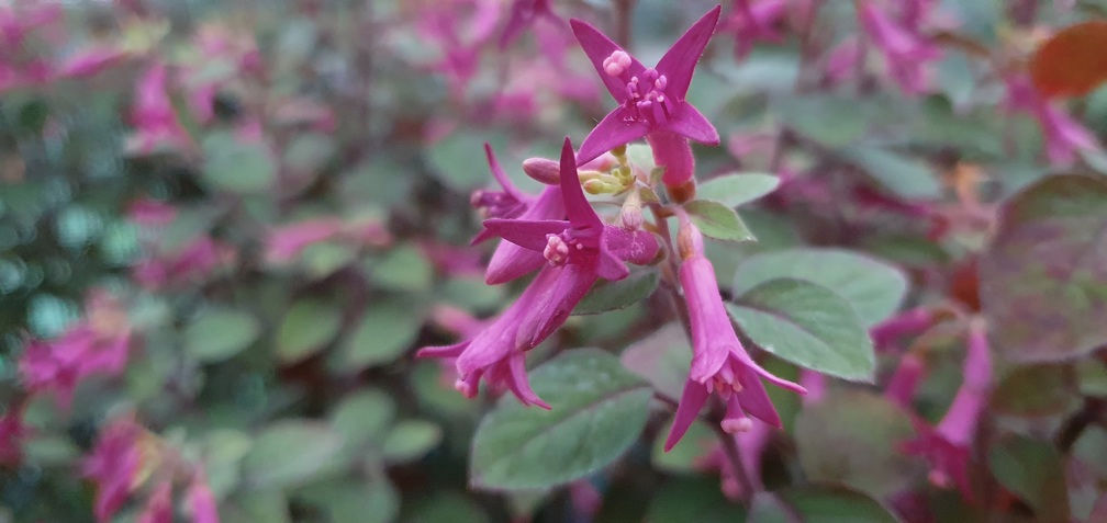 Fuchsia triphylla Sparky