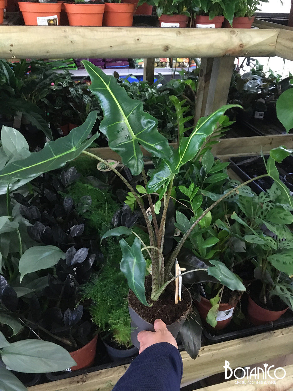 Alocasia Sarian