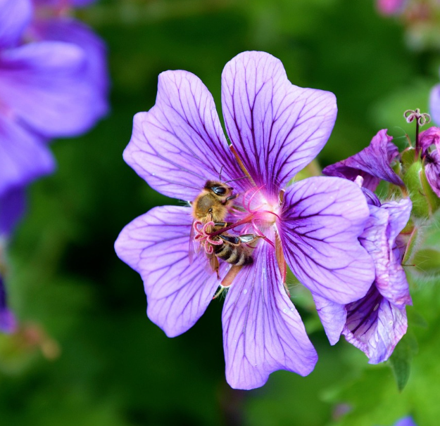 Geranium pratense