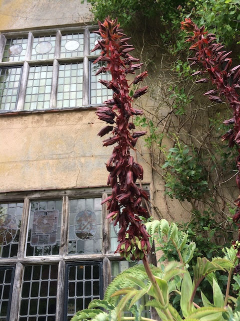 Thumbnail: Melianthus major