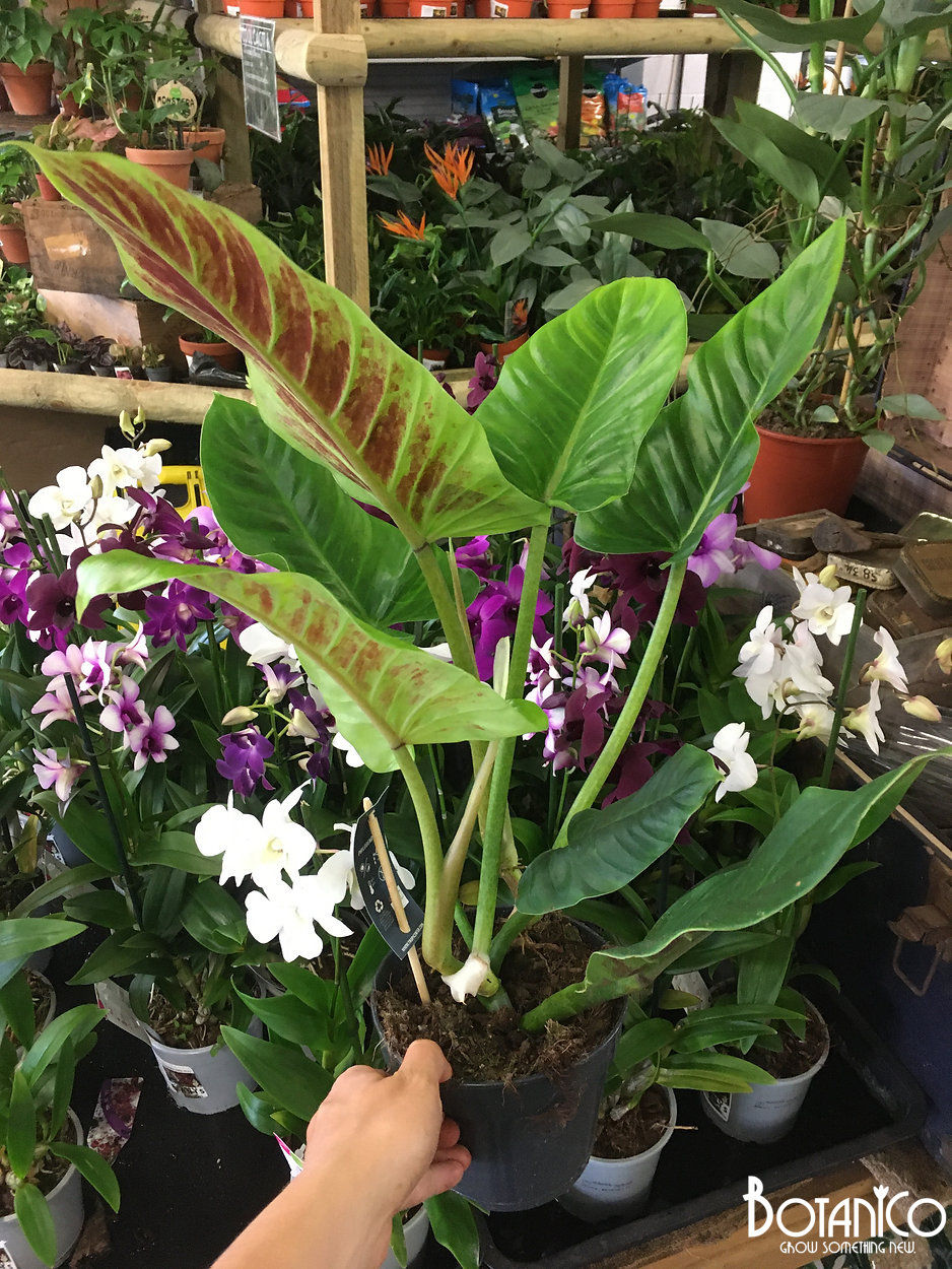 Philodendron subhastatum