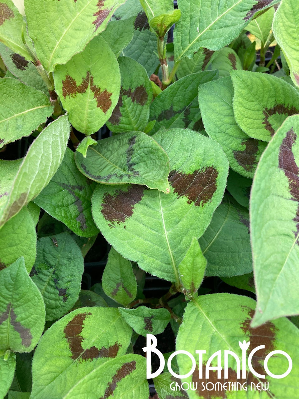 Persicaria lance corporal