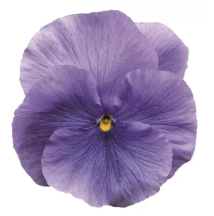 Viola x wittrockiana Carneval® Early F1 Azure