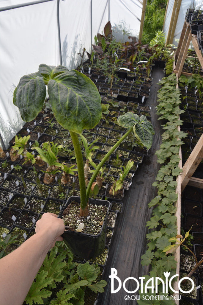 Arisaema griffithii var. Pradhanii