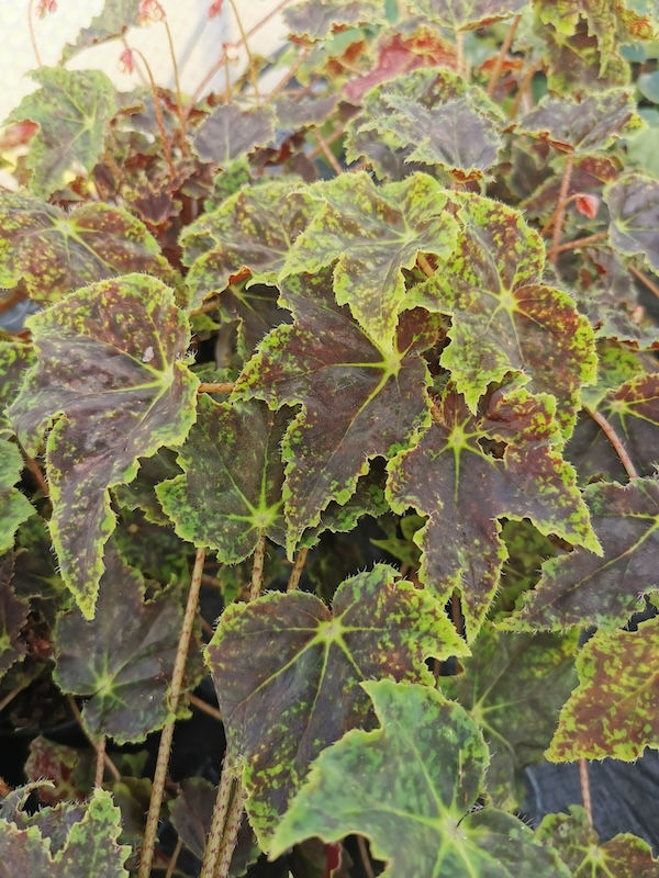 Begonia burgundy velvet