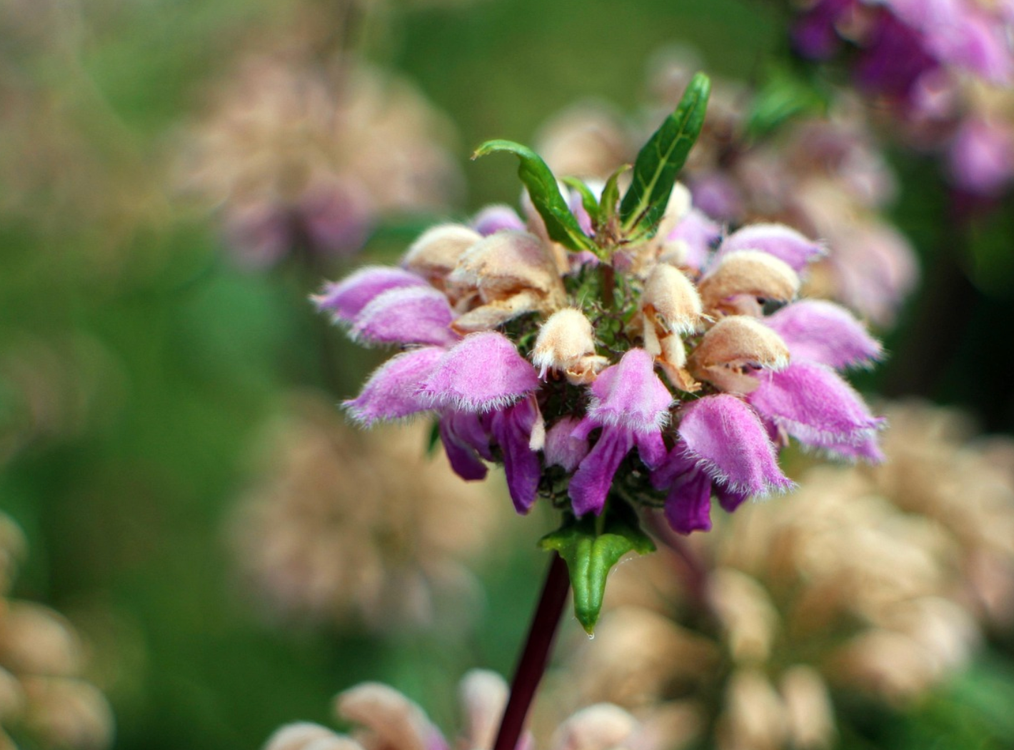 Phlomis tuberosa
