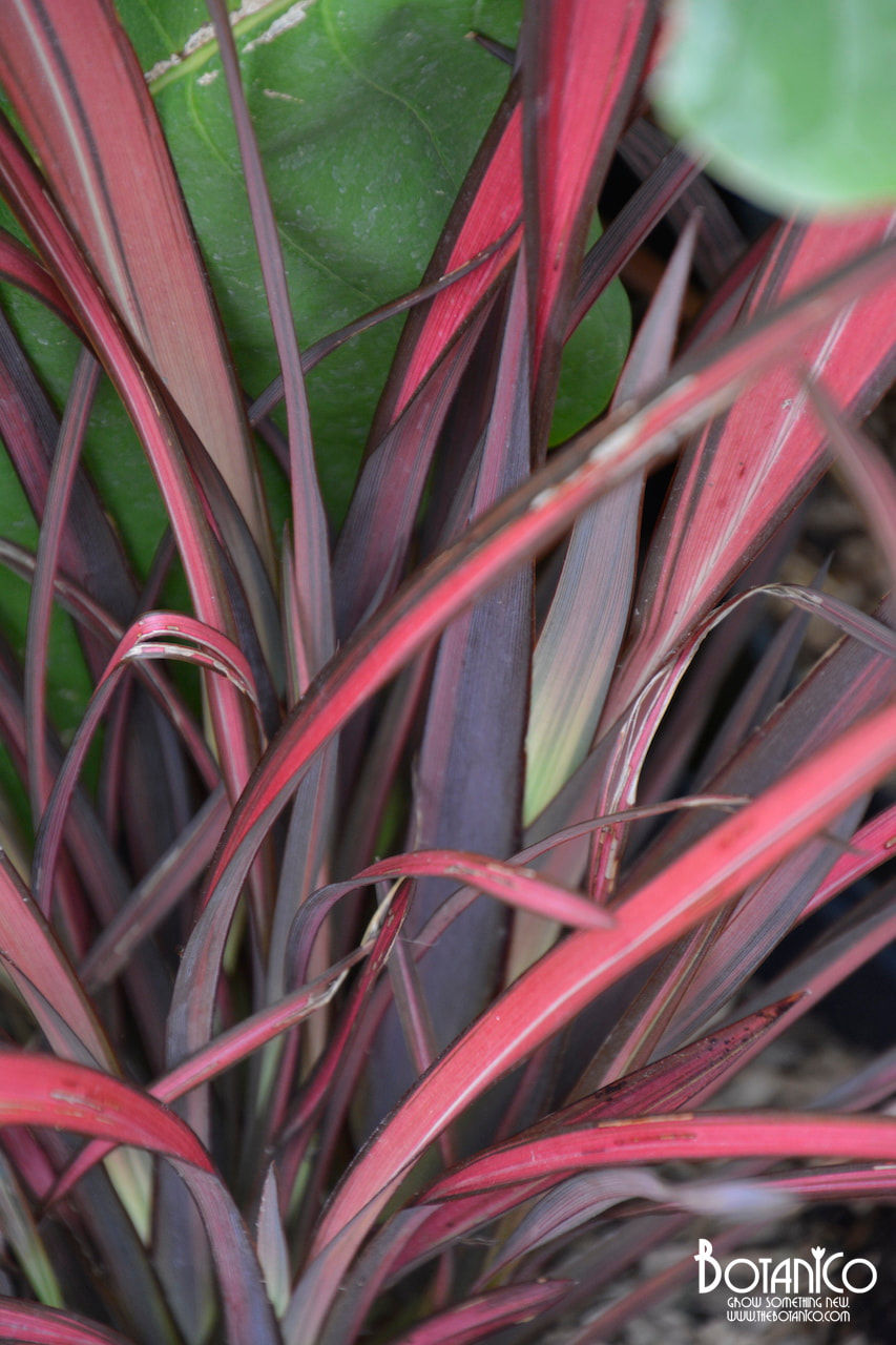 Phormium 'Evening glow'