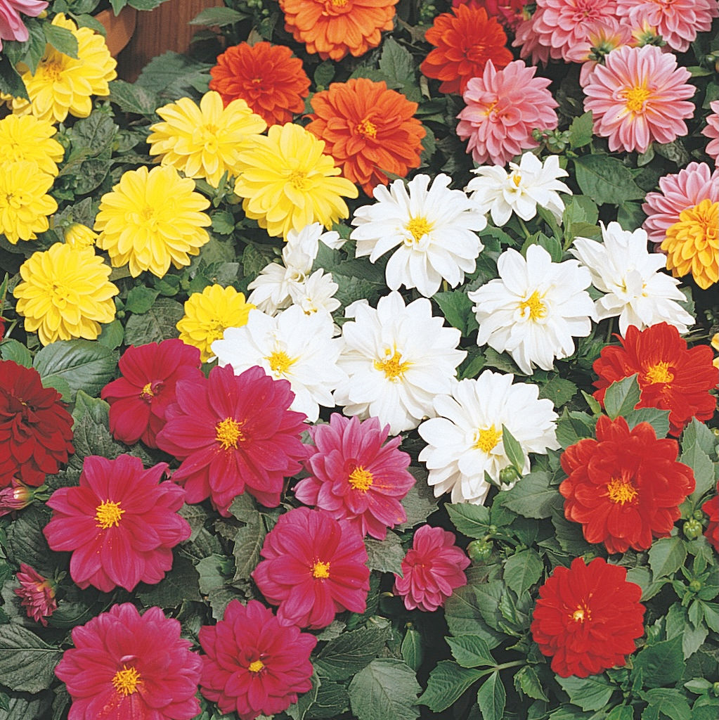 Dahlia Figaro Mix