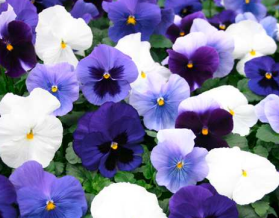 Viola x wittrockiana Carneval® F1 Ocean Mix