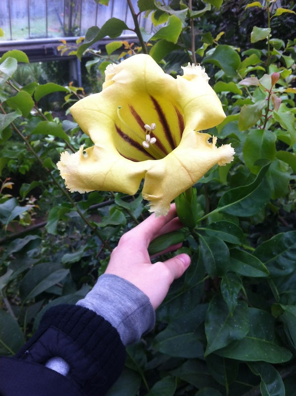 Solandra grandiflora