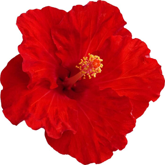 Hibiscus D-Tahiti® Temaru