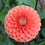 Thumbnail: Dahlia pompom double mix