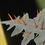 Thumbnail: Solanum pyracanthum