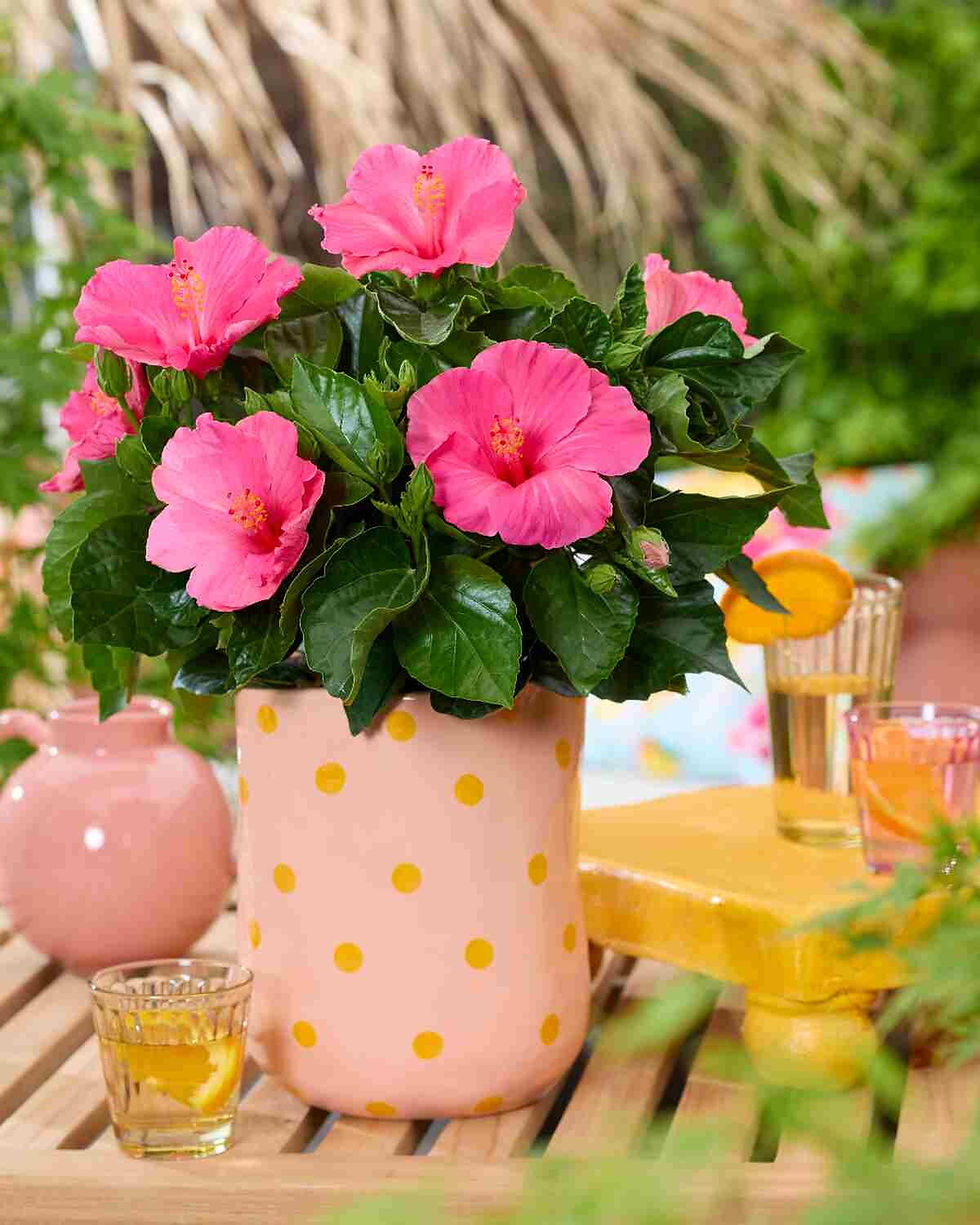 Hibiscus D-Tahiti® Nina