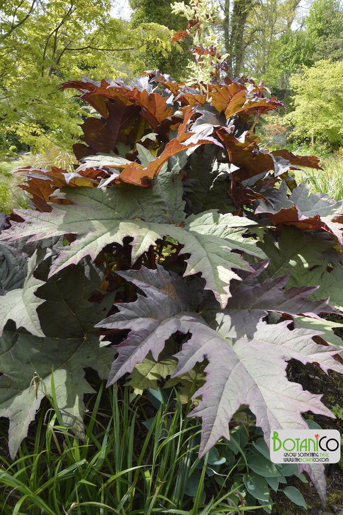 Rheum palmatum var. tanguticum