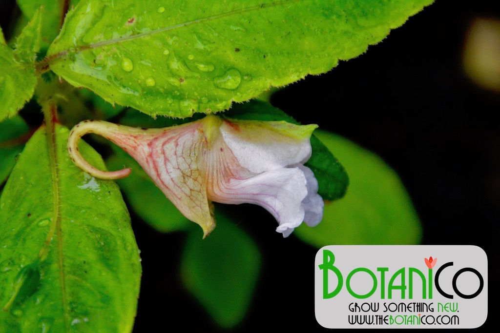 Impatiens oxyanthera 'Milo'