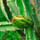 Thumbnail: Hylocereus undatus (dragon fruit)