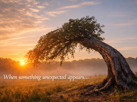 Bent tree in a field with soft sunrise light coming from the left, symbolizing resilience and renewal.”