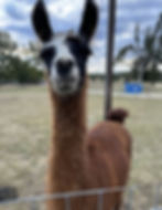 fritztown-farms-ned.png