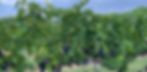 Klenk-Family-Vineyards_vineyard3.jpg