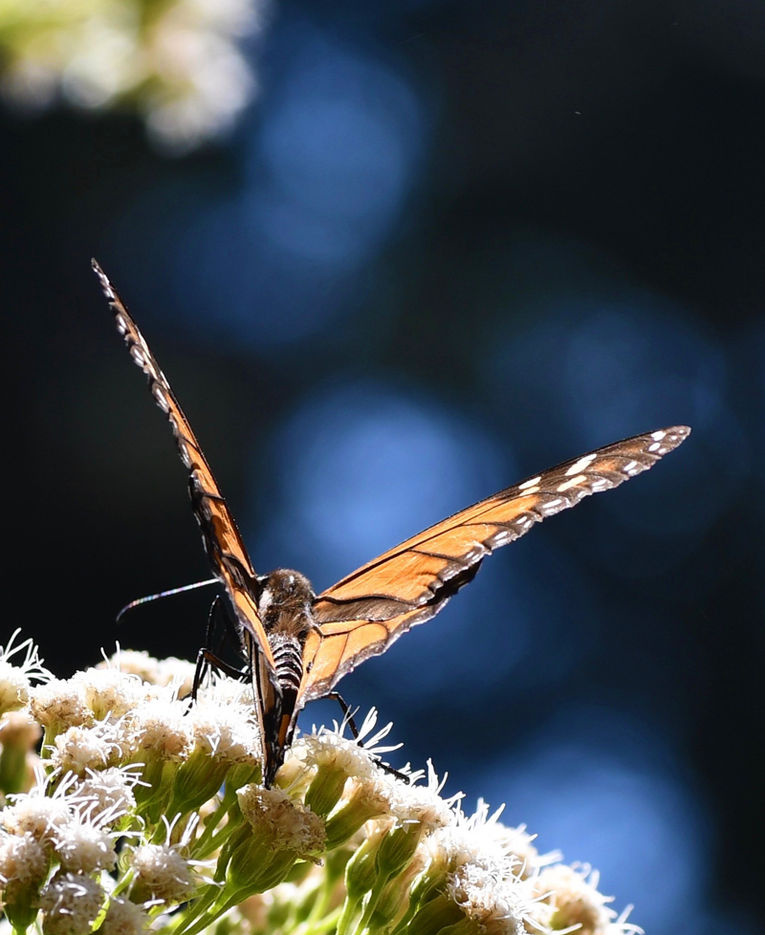 Orange butterfly with open wings perched on a white flower about nature.