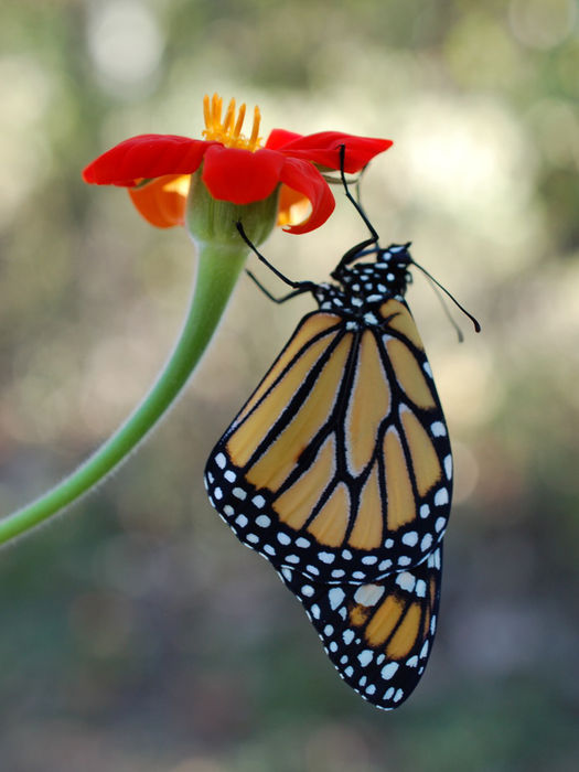 Monarch butterfly perched on a red flower, enjoying the summer sunlight.