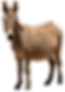 fritztown-farms-donkey.png