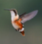 _Z6E4157-Editar.jpg