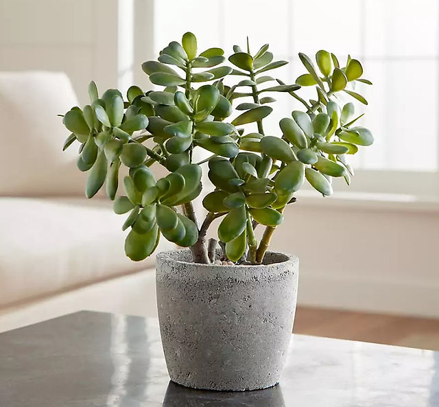 Faux Potted Jade Plant