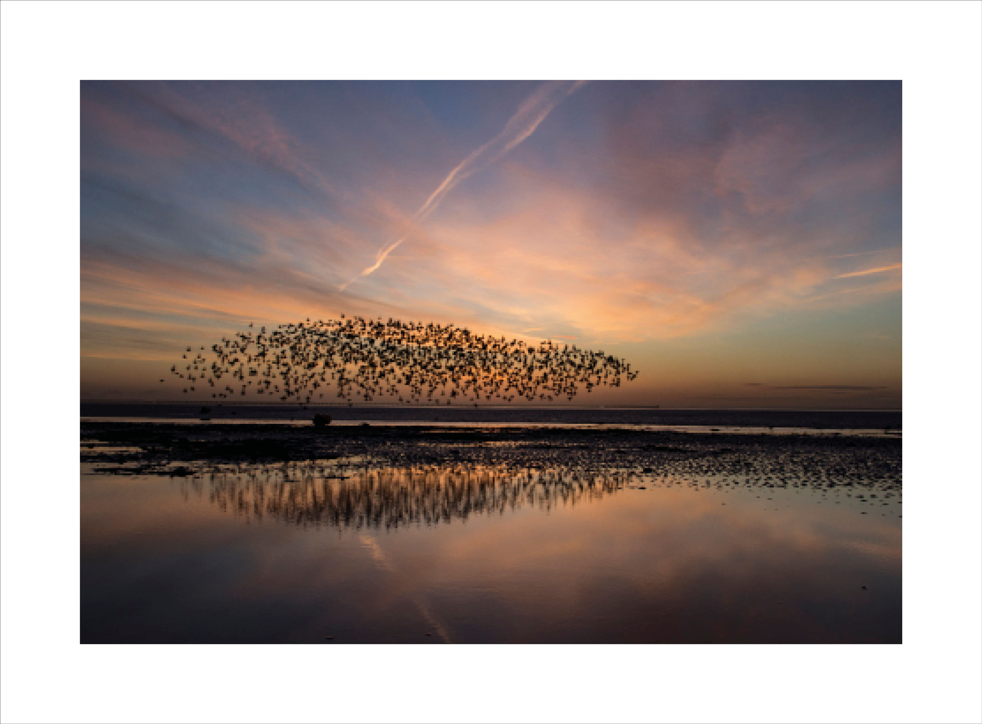 Starlings taking off - Shoeburyness - 13 Jan 2016 at 08:22