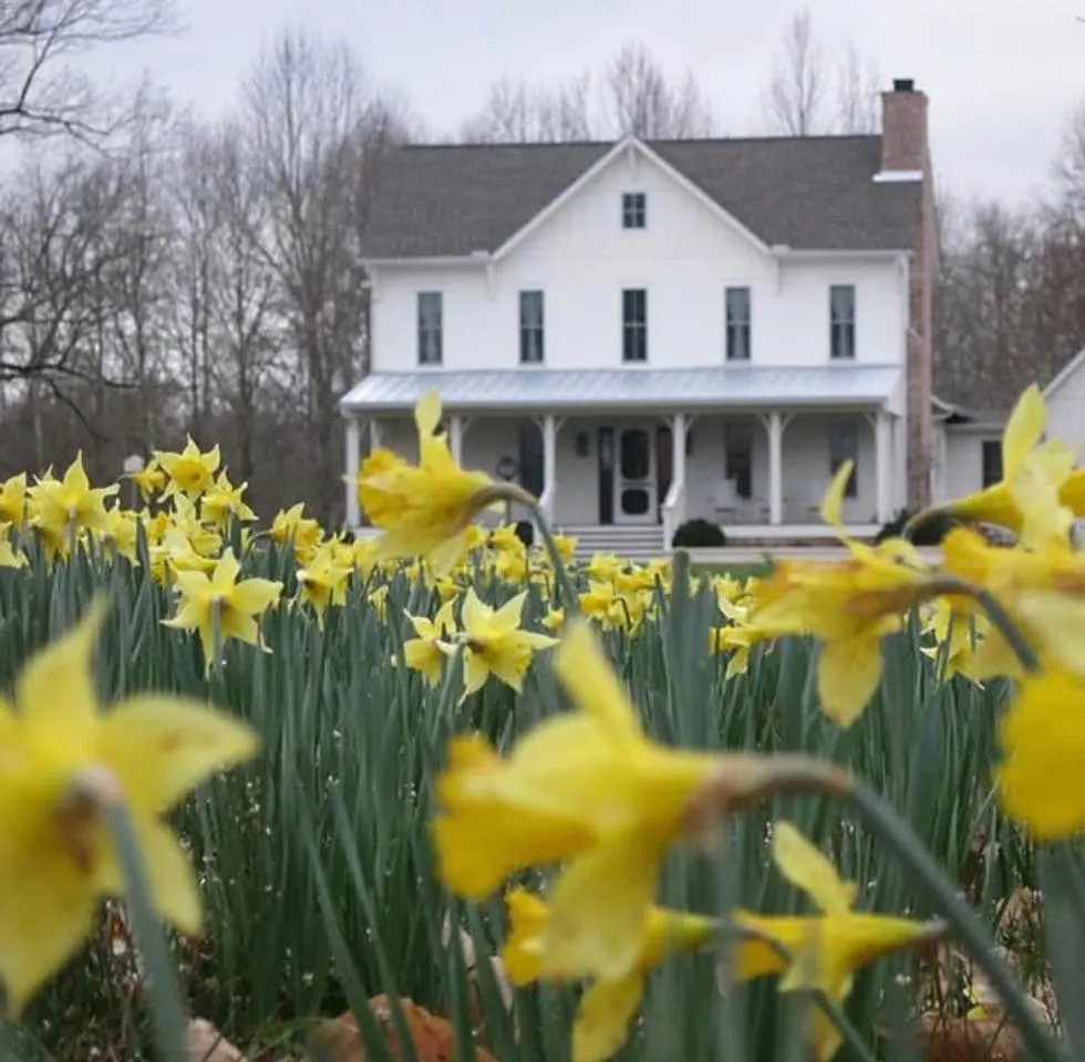 Daffodil Hill Video Shoot Location Thomson's Station, TN United States
