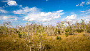 Statement in Support of Mayor Levine Cava Effort to Transfer Land into Big Cypress National Preserve