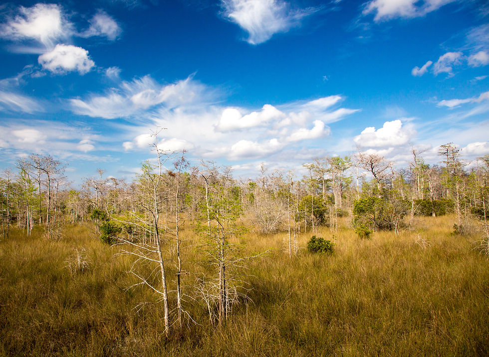 Statement in Support of Mayor Levine Cava Effort to Transfer Land into Big Cypress National Preserve