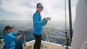 What can sharks teach us about the health of South Florida's coastal ecosystems?   That's one of the questions University of Miami Ph.D. student and 2026 Patrick P. Lee Foundation ForEverglades Fellow Julia Saltzman is working to answer.
