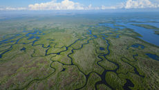 The Everglades