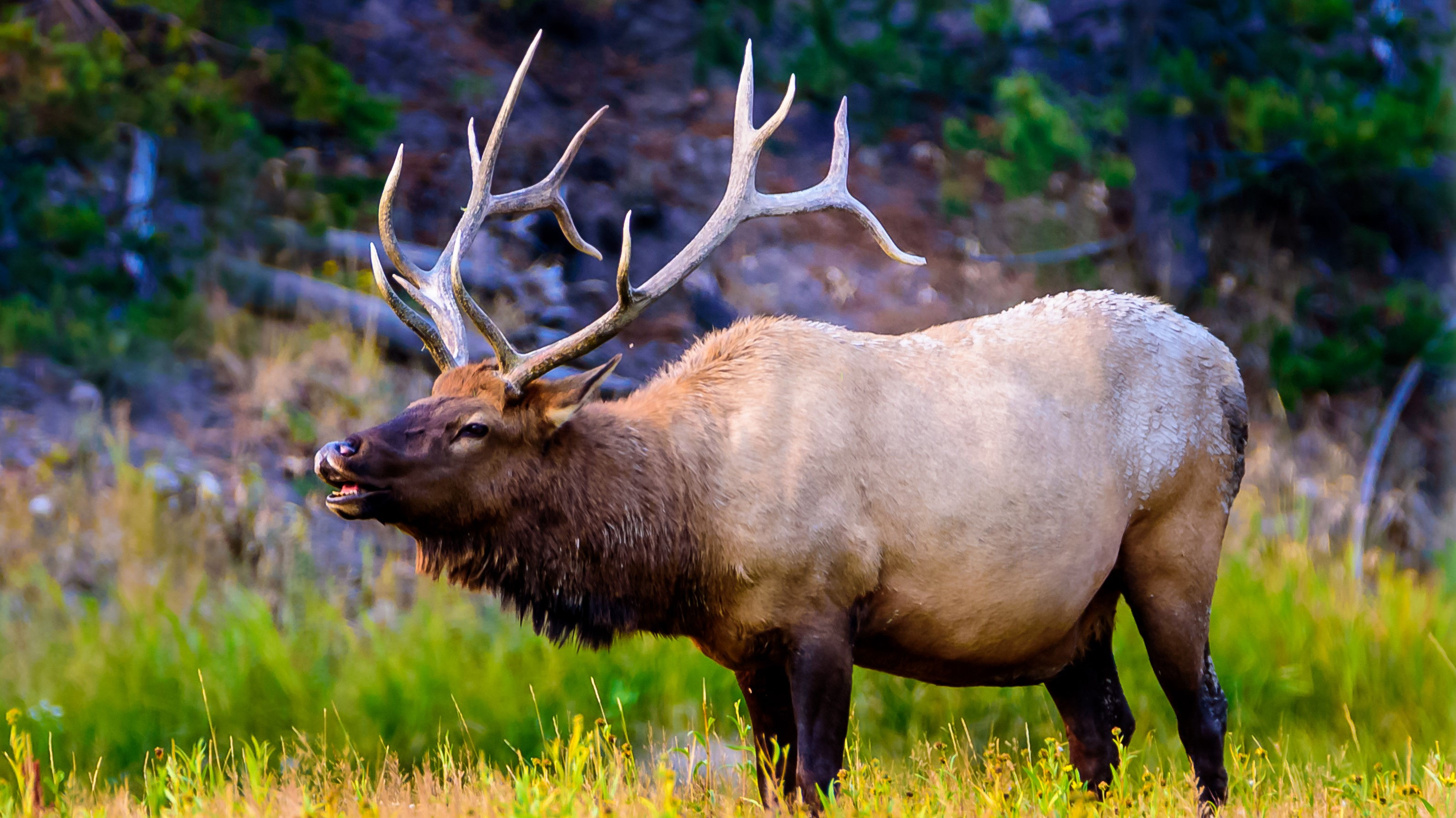 Wild Game Processing