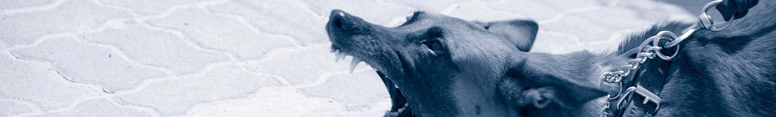 Let Cleveland, Ohio lawyer, Mark V. Micheli help you navigate the complicated laws about dog bites. Injury Attorney Cleveland Ohio