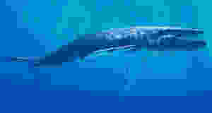 Синий кит