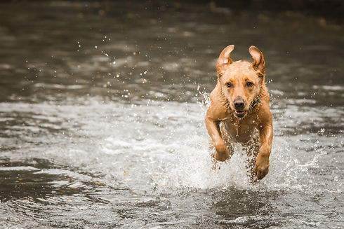 Tammy Marlar Eyeful Photography Dogs