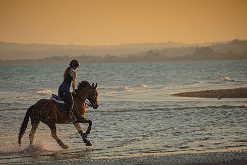 Tammy Marlar Eyeful Photography Horses