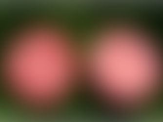 Red-Fleshed Apples for Better Health